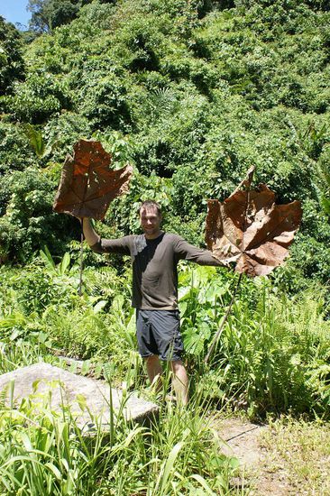 Adi hat unterwegs noch riesen Ahornblaetter gefunden