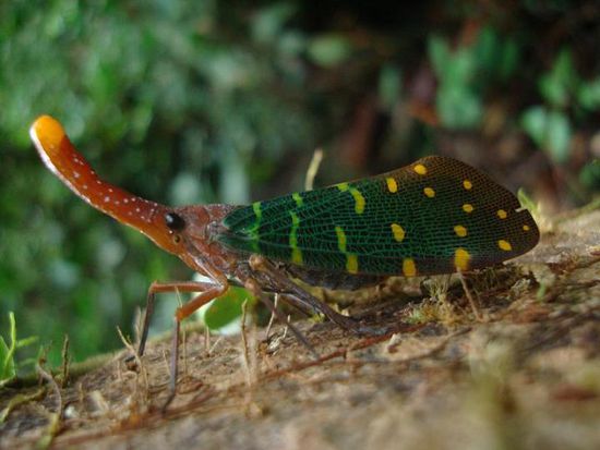 Lustiges Falterding!