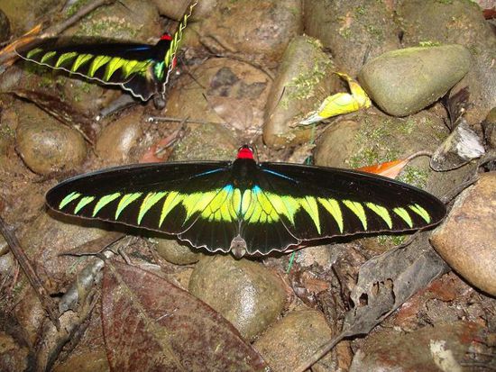 Hier im Mulu NP wimmelt es nur so von verschiedenen, wunderschoen farbigen Schmetterlingen!