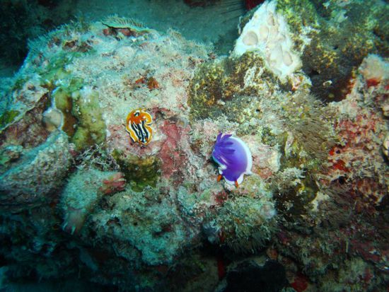 Um Mabul herum gibt es vorallem viele, kleinere Meeresbewohner zu entdecken!