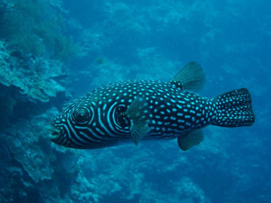 Die sind immer wieder lustig und der hier wollte uns gar nicht mehr verlassen! Wollte wohl unbedingt auf ein Foto!