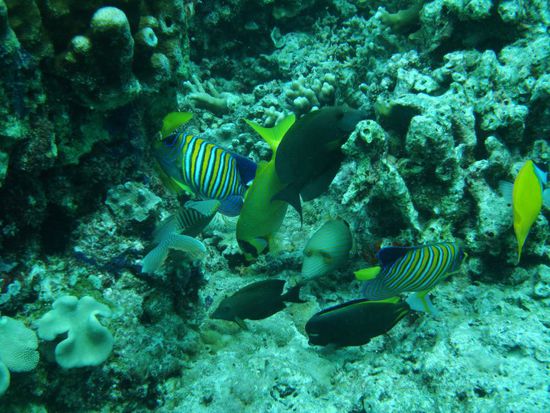 Da gibt es wohl viel leckeres Haba Haba