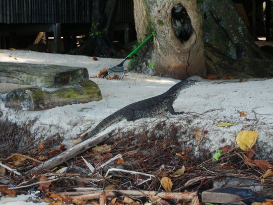 Sogar Monitor-Lizards watscheln auf der Insel herum, cool!