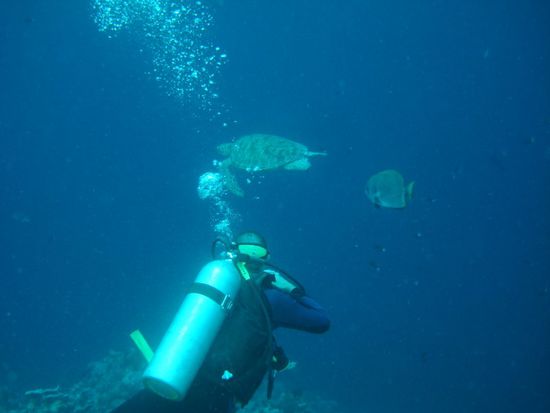 Marco Batfish und Turtle!