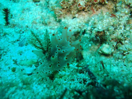 Das ist aber eine lustige Nacktschnecke ...