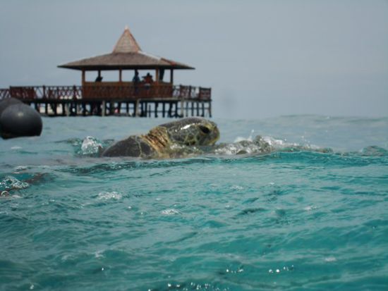 Turtles am paaren. Sie liesen sich auch von den Schnorchlern und Tauchern nicht stoeren 
