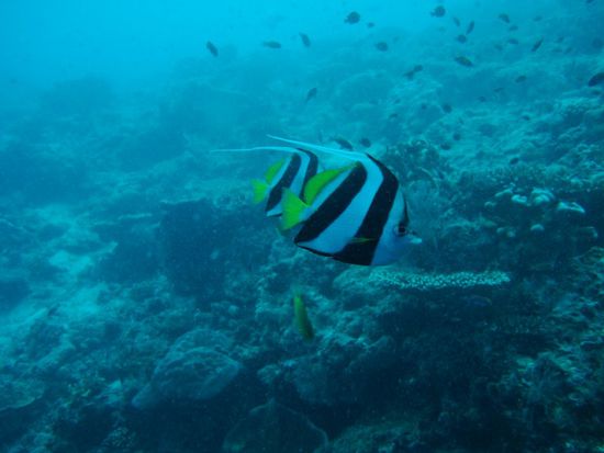 auch die kleinen Fischli hier sind haerzig.