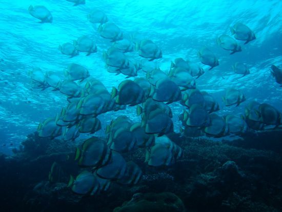 Die Batfishs haengen einfach ein bisschen in der Stroemung...