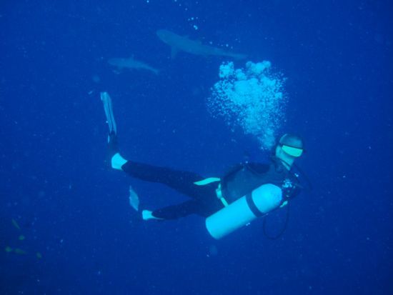 Marco vertieft in die zwei Haie