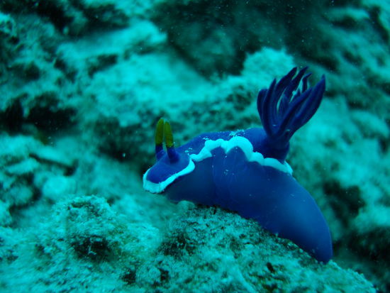 Wieder eine andere Nacktschnecke!