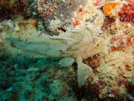 Der versteckte sich zwischen zwei Felsen vor der Stroemung!