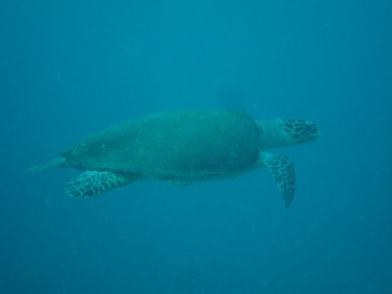 Es gab kaum einen Tauchgang ohne Turles. Die sind aber echt cool!