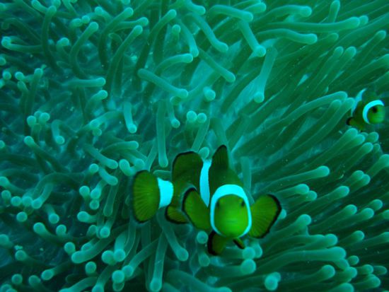 Marcos Lieblinge mussten natuerlich auch aufs Foeteli!