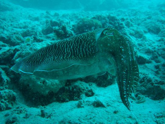 Cuttlefish