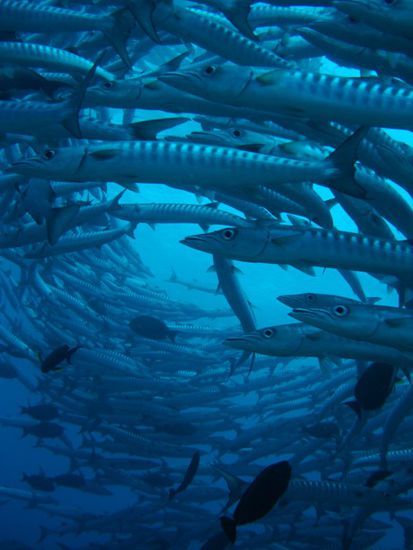 Barracudas in der Kreisformation