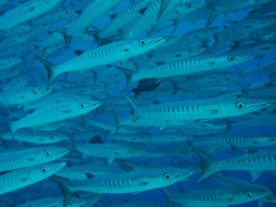 Da kommen sie angeschwommen!
