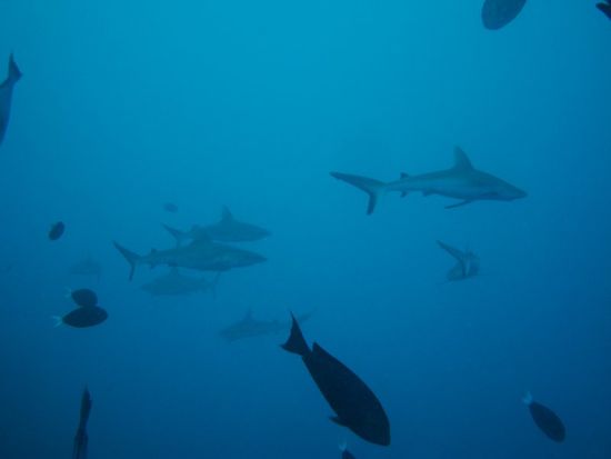 Eine Schule von grauen Reefhaien tauchte ploetzlich vor uns auf!
