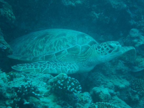 Die letzte Schildkroete fuer uns, sniff!
