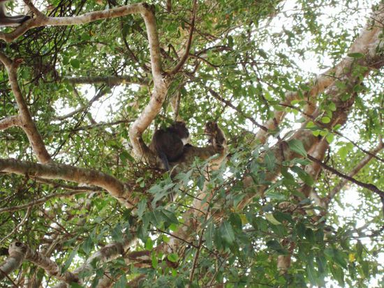 Longtail Makake mit Baby, auch suess!