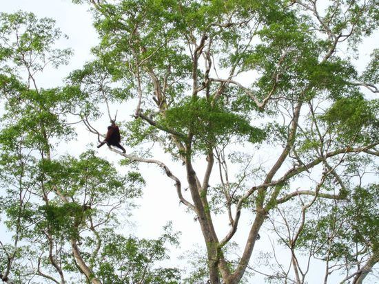Orang Utan chillt im Baeumle
