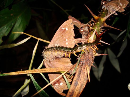 Hundertfuessler isst Nachtfalter