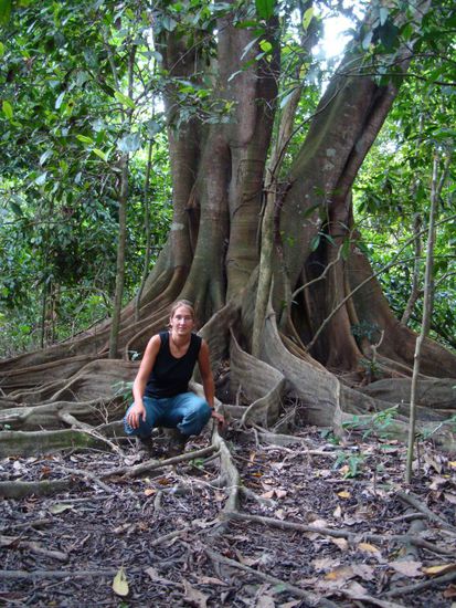 schoene Dane vor schoenem Baum