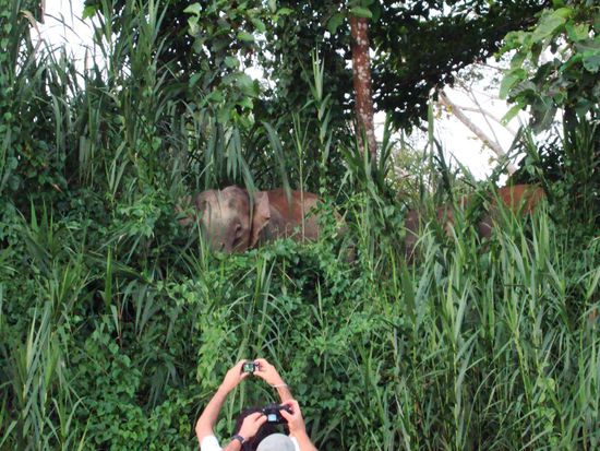 Da guckt einer aus dem Elefantengras 