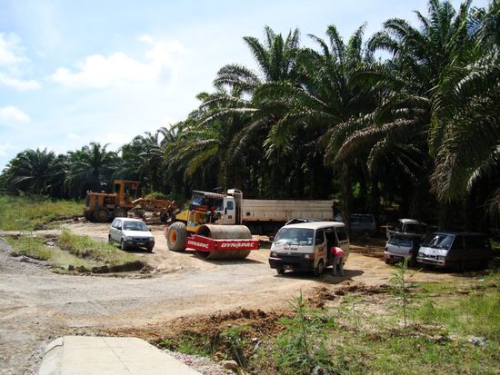 Kein Dschungel mehr in Sicht, nur Plantagen