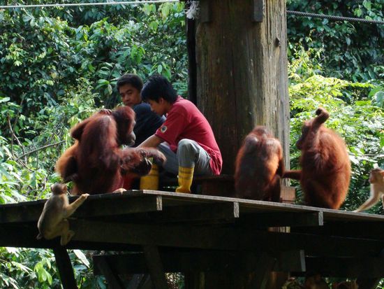 Warten auf Haba, nicht nur die Orang Utans!!