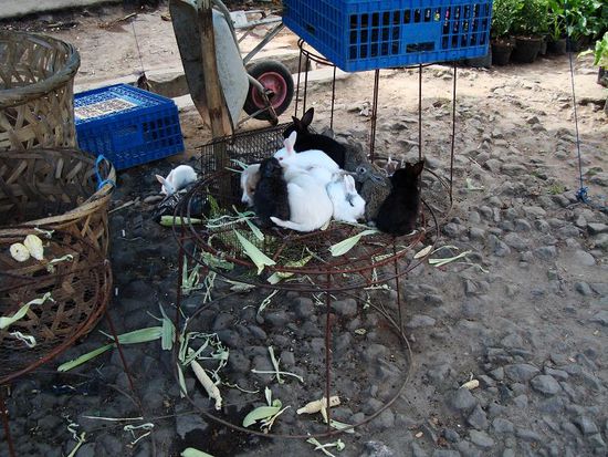 Wer findet das Huendlein?