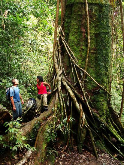 Klein Mensch vor Riesenbaum!