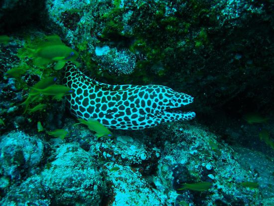 Es gibt kaum einen Tauchgang hier ohne Moraenen! Und die sind riesig hier.