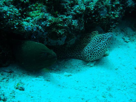 Dicke Kumpels am chillen.