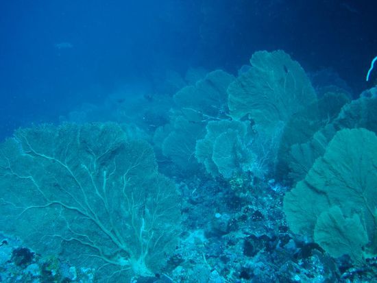 Lieblingstauchplatz von Dane!