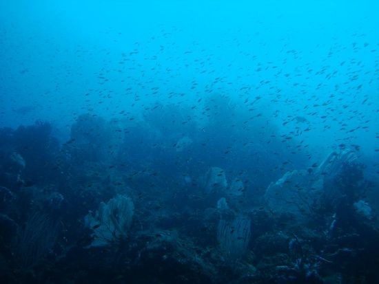 Viele, viele Fischli!