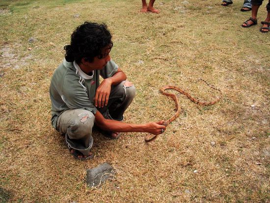 Anscheinend eine Koenigskobra....wer weiss!