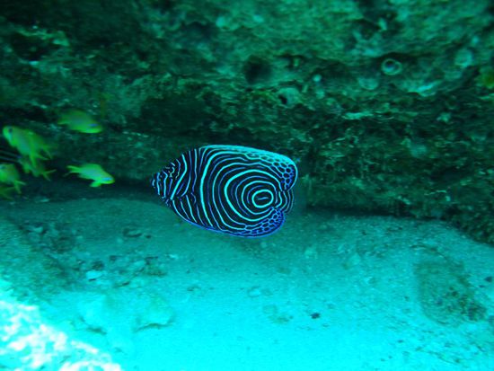 Baby Angelfischli, die sind absolut der Hammer und es wimmelt nur so von denen rund um Pulau Weh!