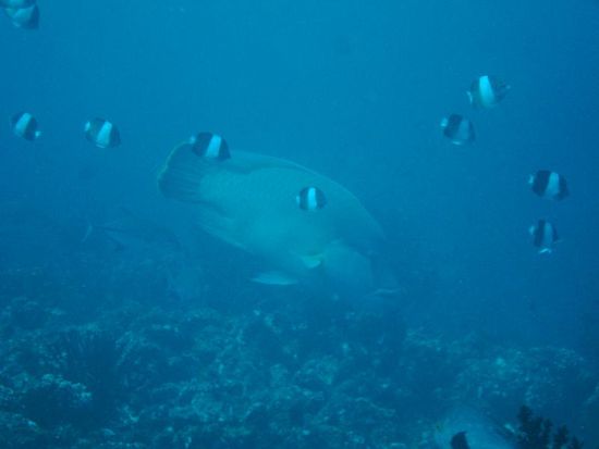 Das war der groesste Napoleon, den wir bis jetzt gesehen haben!