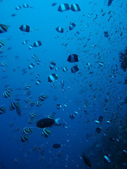 Hier hat es immer tonnenweise Fischli.