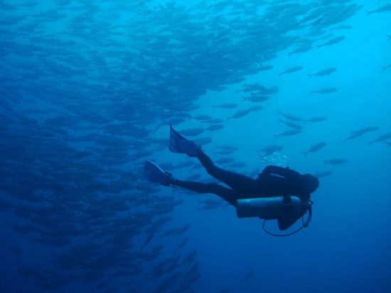 Big School of Trevallies