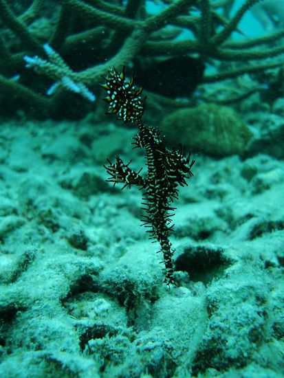 Am Strand hatte es ziemlich viele Ghostpipe Fischli