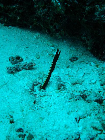 Auch Ribbon eels hat es hier haufenweise