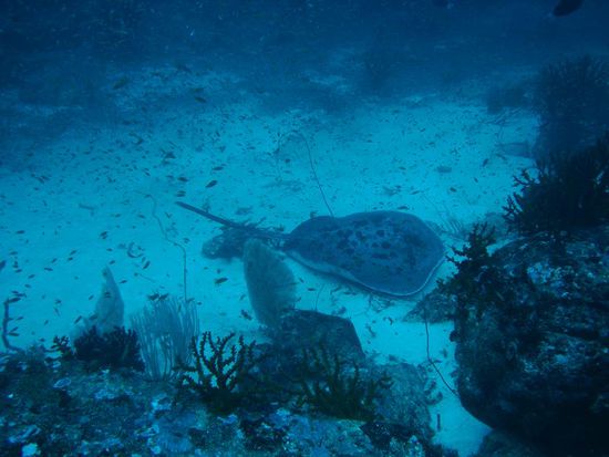 Die haben wir vorher noch nie gesehen. Ein Giant Reef Ray