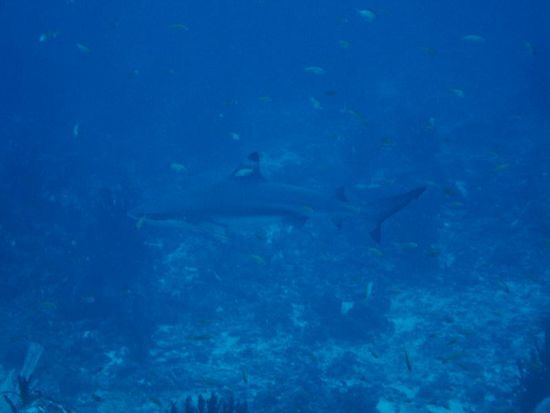 Und ein grosser Blacktip