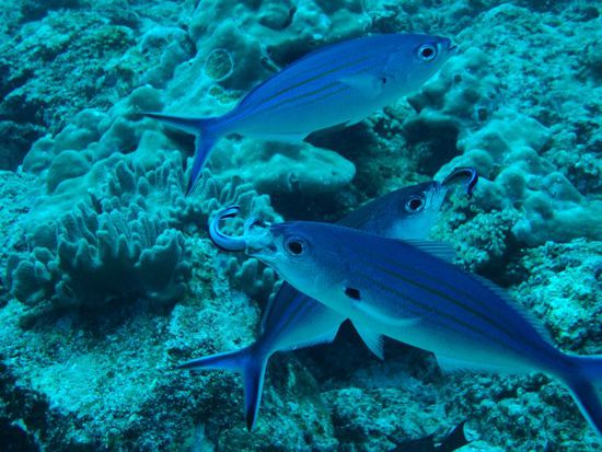 Putzerfischli bei der Arbeit!