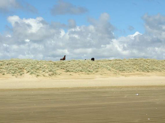 wilde Pferde am Strand