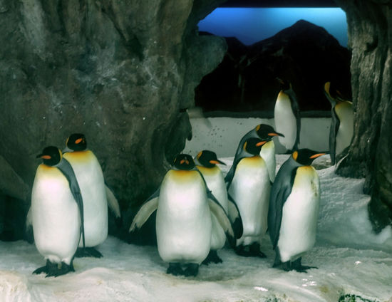 Endlich: Pinguine!!! 