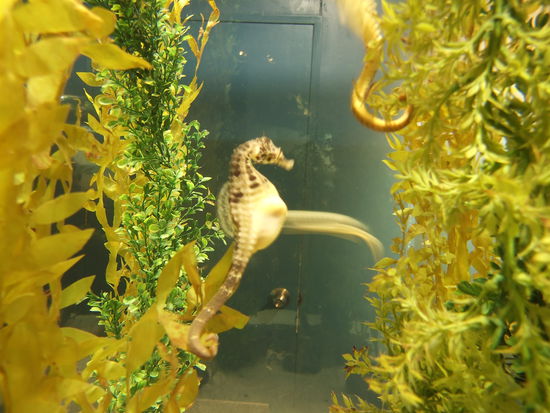 Ich glaub, das Seepferdchen ist schwanger...