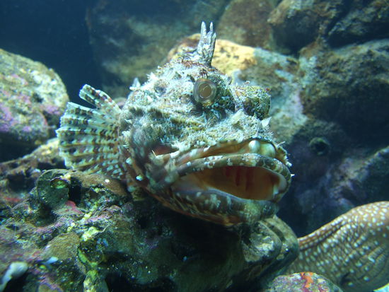 Gab es nicht mal einen sprechenden Fernsehfisch, der ganau so aussah?!