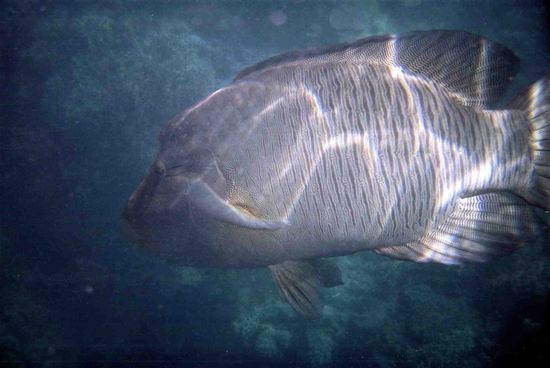 Der ist so groß wir Basti.